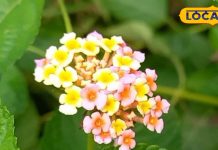 बड़ा ही करामाती है यह विदेशी पौधा, घाव-सूजन सहित कई बीमारियों के लिए कारगर, जंगल के लिए है खतरनाक