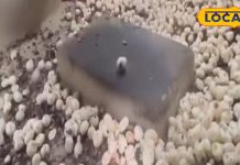 औषधीय गुणों से भरपूर है मखाना, एक्सपर्ट से जानें इसके फायदे