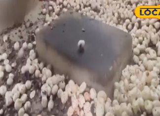 औषधीय गुणों से भरपूर है मखाना, एक्सपर्ट से जानें इसके फायदे