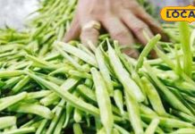 एक ऐसा पौधा जो जानवर और मनुष्य दोनों के लिए है उपयोगी, फायदेमंद होती है सब्जी