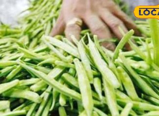 एक ऐसा पौधा जो जानवर और मनुष्य दोनों के लिए है उपयोगी, फायदेमंद होती है सब्जी