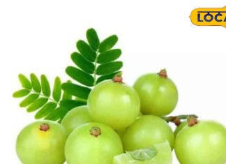 इंसान और प्रकृति दोनों के लिए जरूरी है ये फल, जानें शरीर के लिए कैसे फायदेमंद