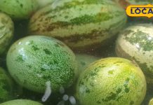 साल में सिर्फ 3 महीने मिलता है ये जंगली फल, कूट-कूटकर भरे हैं पौष्टिक तत्व