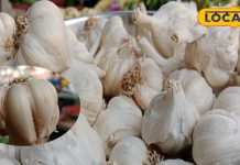 Health Tips : रोज ऐसे करें लहसुन का इस्तेमाल, सभी पूछेंगे क्या है सेहत का राज? एक्सपर्ट से जानें तरीका