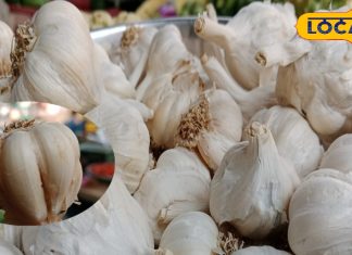 Health Tips : रोज ऐसे करें लहसुन का इस्तेमाल, सभी पूछेंगे क्या है सेहत का राज? एक्सपर्ट से जानें तरीका