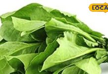 इन लोगों को भूलकर भी नहीं खाना चाहिए पालक, करता है बड़ा नुकसान, जानें एक्सपर्ट की सलाह