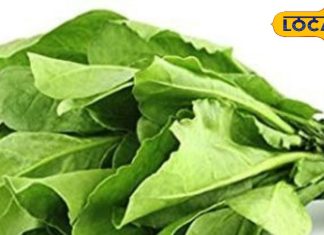 इन लोगों को भूलकर भी नहीं खाना चाहिए पालक, करता है बड़ा नुकसान, जानें एक्सपर्ट की सलाह