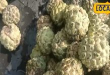 हार्ट पेशेंट वालों के लिए टॉनिक है ये जंगली फल, कैल्शियम और फाइबर की है खान