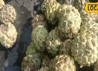 हार्ट पेशेंट वालों के लिए टॉनिक है ये जंगली फल, कैल्शियम और फाइबर की है खान