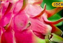नाम ड्रैगन… लेकिन कब्ज के लिए रामबाण है ये फल, BP-शुगर में भी फायदेमंद