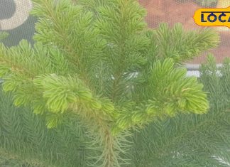स्वर्ग से आया है ये पेड़! घर में लगा पौधा देगा सुख, सुगंध से तनाव होगा कम
