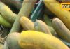 साल में केवल 20-25 दिन मिलती है ये ककड़ी, मंडी में आते ही मचाई धूम!