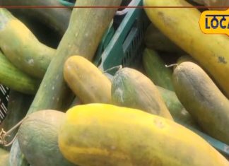 साल में केवल 20-25 दिन मिलती है ये ककड़ी, मंडी में आते ही मचाई धूम!