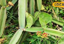 बड़ा शक्तिशाली है यह छोटा सा पौधा, टूटी हड्डियों को जोड़ कर दे टनाटन, डायबिटीज का काल; अस्थमा से भी दिलाए राहत