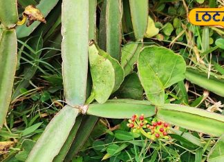 बड़ा शक्तिशाली है यह छोटा सा पौधा, टूटी हड्डियों को जोड़ कर दे टनाटन, डायबिटीज का काल; अस्थमा से भी दिलाए राहत