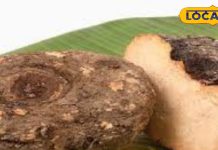 क्या कार्तिक महीने में जिमीकंद नहीं खाने से छछूंदर का होता है अगला जन्म, True