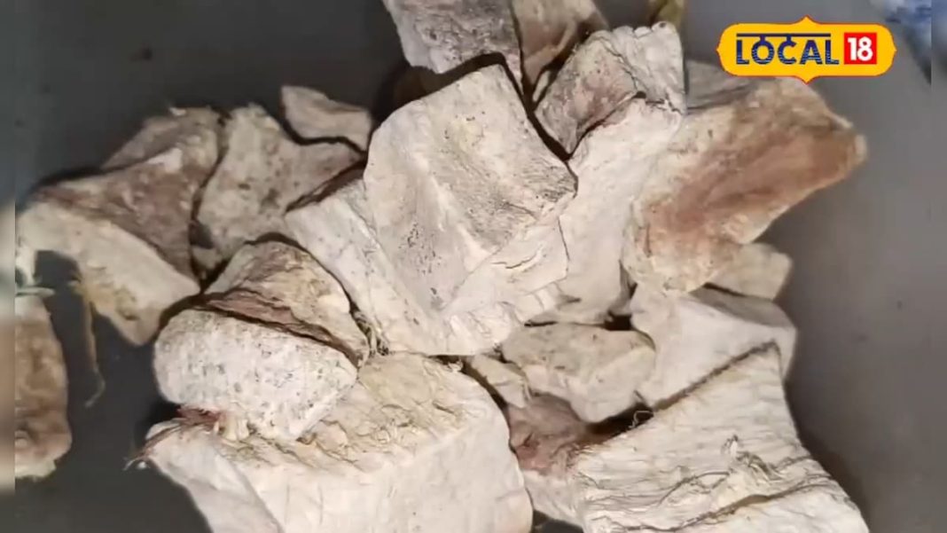 दिल के लिए बहुत फायदेमंद है यह औषधि, देखें VIDEO – Bharat.one हिंदी