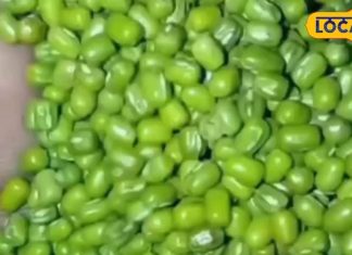 प्रोटीन, फाइबर और विटामिन की खान हैं ये छोटे-छोटे दाने, इसे खाने के हैं अनेकों फायदे, आयुर्वेद चिकित्सक से जानें