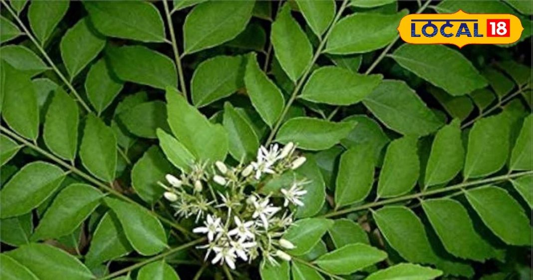 किसी टॉनिक से कम नहीं है मीठा नीम, वजन और कॉलेस्ट्रोल को घटाने में कारगर, फेस पैक का भी करता है काम