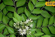 किसी टॉनिक से कम नहीं है मीठा नीम, वजन और कॉलेस्ट्रोल को घटाने में कारगर, फेस पैक का भी करता है काम