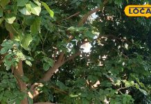 सेहत के लिए वरदान है यह पेड़, नीम-बबूल से भी पॉवरफुल, दांत दर्द-मसूड़ों के सूजन में है रामबाण