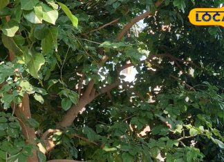 सेहत के लिए वरदान है यह पेड़, नीम-बबूल से भी पॉवरफुल, दांत दर्द-मसूड़ों के सूजन में है रामबाण