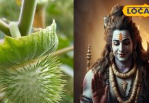 चमत्कारी औषधि है भगवान शिव का प्रिय यह पौधा, अस्थमा से लेकर पथरी के दर्द में है कारगर, जानें उपयोग