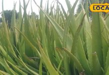 दवाईयां भी है इस पौधे की मोहताज, औषधीय गुणों की है खान, बालों को मजबूत करने में कारगर, कई बीमारियों में रामबाण