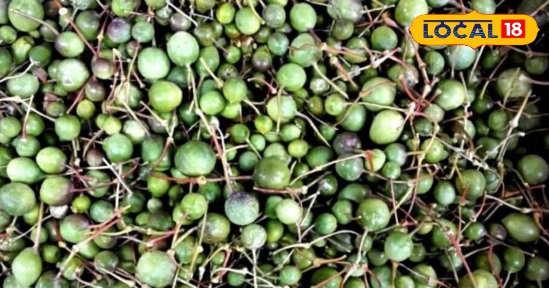 काजू-बादाम को फेल करता है राजस्थान का यह झाड़ियों में उगने वाला फल, कैल्सियम और मिनरल से है भरपूर