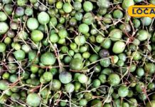 काजू-बादाम को फेल करता है राजस्थान का यह झाड़ियों में उगने वाला फल, कैल्सियम और मिनरल से है भरपूर