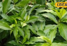 insulin plant for diabetes benefits antioxidants fiber and more sa