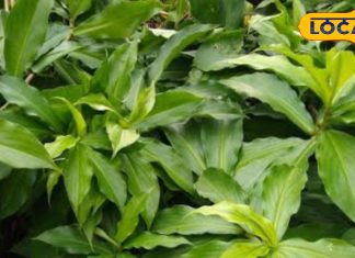 insulin plant for diabetes benefits antioxidants fiber and more sa