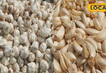 सावधान! बाजार में बिक रहा यह खतरनाक लहसुन, खाने से हो सकता है कैंसर, ऐसे करें पहचान