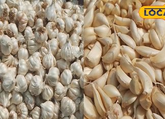 सावधान! बाजार में बिक रहा यह खतरनाक लहसुन, खाने से हो सकता है कैंसर, ऐसे करें पहचान
