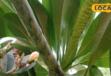 अद्भुत है ये 12 इंच का पत्ता! अल्सर से लेकर जोड़ों के दर्द के लिए रामबाण, कूट-कूट कर भरे हैं औषधीय गुण-This 12 inch leaf is amazing, a medicine for all body parts, a panacea for the skin and a lifesaver for many diseases including cough and fever, know the method of use…