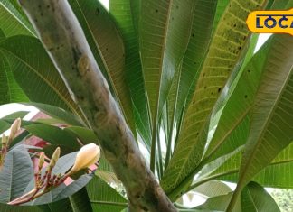 अद्भुत है ये 12 इंच का पत्ता! अल्सर से लेकर जोड़ों के दर्द के लिए रामबाण, कूट-कूट कर भरे हैं औषधीय गुण-This 12 inch leaf is amazing, a medicine for all body parts, a panacea for the skin and a lifesaver for many diseases including cough and fever, know the method of use…