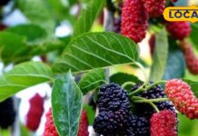 कल्पवृक्ष से कम नहीं ये आयुर्वेदिक पौधा! वज्र जैसी बनाएगा हड्डियां, जानें गुण