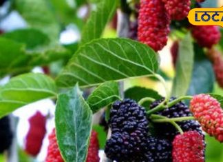 कल्पवृक्ष से कम नहीं ये आयुर्वेदिक पौधा! वज्र जैसी बनाएगा हड्डियां, जानें गुण