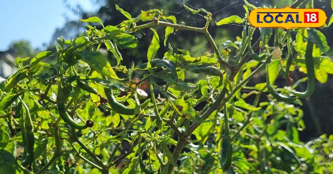 रसोई में मौजूद यह चीज है बेहद जबरदस्त, फायदे जानेंगे तो रह जाएंगे हैरान, दिल से लेकर दर्द तक को करे ठीक!