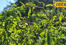 रसोई में मौजूद यह चीज है बेहद जबरदस्त, फायदे जानेंगे तो रह जाएंगे हैरान, दिल से लेकर दर्द तक को करे ठीक!