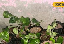 बार-बार नहीं होगी पेट में गैस, कोलेस्ट्रॉल से भी मिलेगा छुटकारा! बस इस हरे पत्ते का करें सेवन