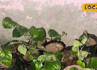 बार-बार नहीं होगी पेट में गैस, कोलेस्ट्रॉल से भी मिलेगा छुटकारा! बस इस हरे पत्ते का करें सेवन