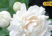 सभी देवताओं को पसंद है ये खुशबूदार फूल! रूखी त्वचा में लाता है निखार