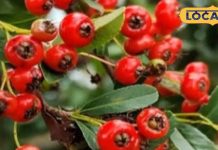 औषधीय गुणों का खजाना: सेब जैसा दिखने वाला ये जंगली फल, डायबिटीज से लेकर हार्ट प्रॉब्लम तक में रामबाण