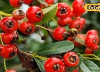 औषधीय गुणों का खजाना: सेब जैसा दिखने वाला ये जंगली फल, डायबिटीज से लेकर हार्ट प्रॉब्लम तक में रामबाण