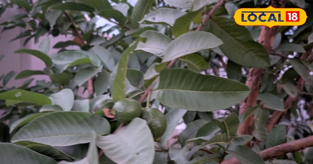 रोज सुबह करें इस पत्ते का सेवन, सर्दी-जुकाम से लेकर जोड़ों में दर्द तक…हर बीमारी से मिलेगा छुटकारा!