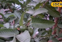 रोज सुबह करें इस पत्ते का सेवन, सर्दी-जुकाम से लेकर जोड़ों में दर्द तक…हर बीमारी से मिलेगा छुटकारा!