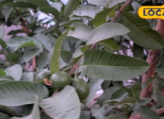 रोज सुबह करें इस पत्ते का सेवन, सर्दी-जुकाम से लेकर जोड़ों में दर्द तक…हर बीमारी से मिलेगा छुटकारा!