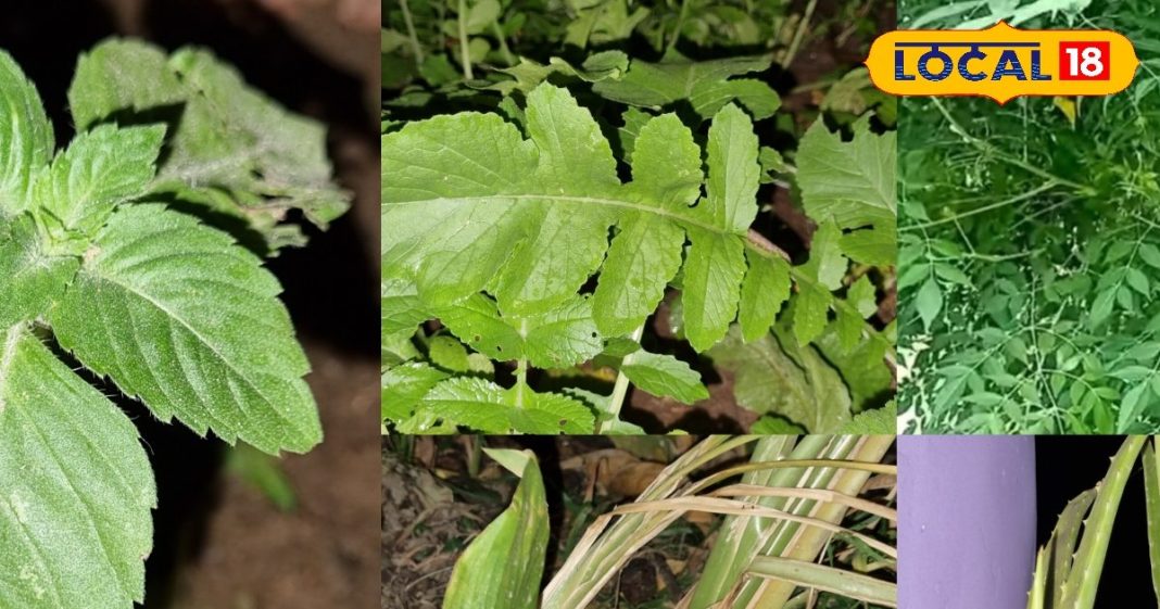 Treatment of Piles: इन 5 पत्तों को देखते ही चबा लें, बिना सर्जरी के हो जाएगा बवासीर का इलाज!