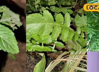 Treatment of Piles: इन 5 पत्तों को देखते ही चबा लें, बिना सर्जरी के हो जाएगा बवासीर का इलाज!